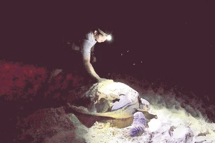 Lực lượng kiểm lâm hỗ trợ rùa lên bờ đẻ trứng tại Côn Đảo.