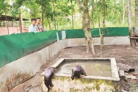 Hai cá thể rái cá thuộc nhóm động vật nguy cấp được chăm sóc tại Vườn quốc gia Cát Tiên.