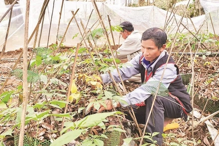 Đồng bào dân tộc thiểu số chăm sóc cây sâm Ngọc Linh.