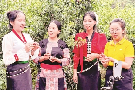 Nhiều hộ dân trồng mận ở Sơn La livestream giới thiệu sản phẩm ngay tại vườn.