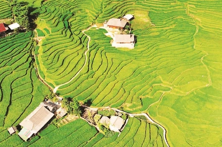 Thửa ruộng bậc thang trải dài như những dải lụa xanh.