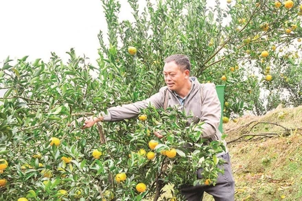 Với hơn 700 ha, Mường Khương là vùng trồng quýt lớn nhất tỉnh Lào Cai.