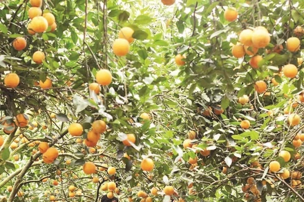 Người dân xã Cao Phong thu hoạch cam.