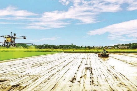 Cơ giới hóa trong trồng lúa chất lượng cao ở Hợp tác xã Tiến Thuận, thành phố Cần Thơ.