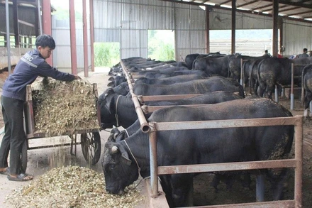 Mô hình nuôi bò lai 3B tại xã Chiềng Mai, tỉnh Sơn La đang mở ra hướng sản xuất mới.