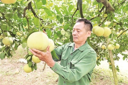 Ông Đỗ Khắc Thỏa có công lớn trong xây dựng thương hiệu bưởi Soi Hà.