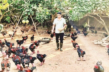 Trang trại của anh Lê Văn Thắng, xã Hoàn Long, tỉnh Hưng Yên nuôi gà Đông Tảo theo quy trình VietGAP.