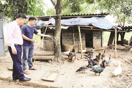 Từ nguồn vốn vay ưu đãi, anh Bùi Văn Hùng ở xã Đà Bắc đã vượt qua mặc cảm, phát triển kinh tế gia đình.