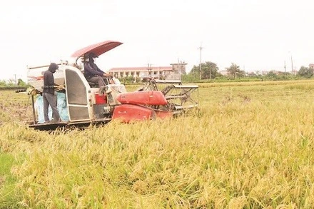 Lúa nếp nhung Tam Sơn vào vụ thu hoạch.