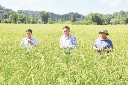 Cán bộ Sở Khoa học và Công nghệ Điện Biên cùng cán bộ, nông dân xã Mường Phăng kiểm tra tốc độ sinh trưởng trên cây lúa nếp tan.