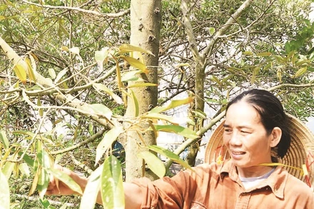 Người dân xã Cái Bè (tỉnh Đồng Tháp) chăm sóc vườn sầu riêng.