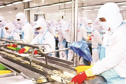 Vùng nguyên liệu dồi dào giúp Cà Mau đẩy mạnh phát triển chế biến, xuất khẩu tôm với tổng kim ngạch năm 2024 (tính cả Bạc Liêu và Cà Mau cũ) là hơn 2 tỷ USD.