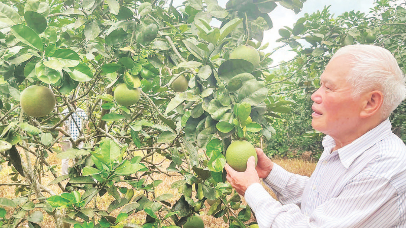 Ông Hoàng Văn Nghị bên vườn bưởi da xanh.