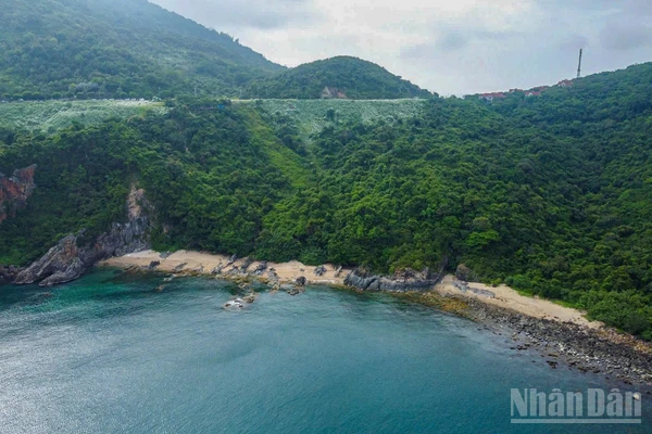 Các rừng nguyên sinh có tiềm năng lớn trong thị trường tín chỉ carbon. Trong ảnh là một góc bán đảo Sơn Trà - một trong những cánh rừng nguyên sinh tại Đà Nẵng. (Ảnh: PHAN HẢI TÙNG LÂM)