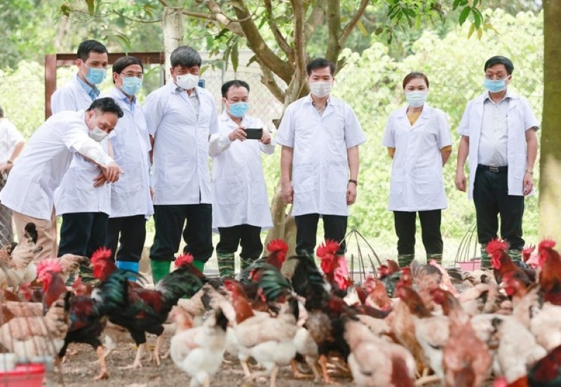 Khách tham quan trang trại gà Mía giống. 