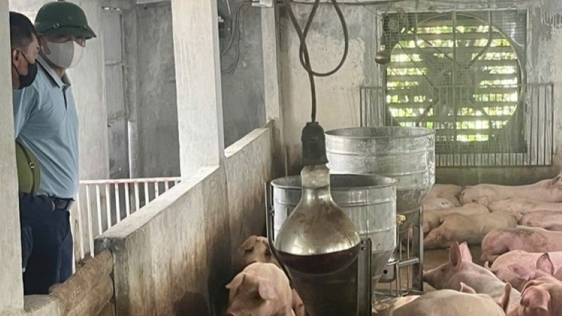 Lực lượng chức năng xã Bất Bạt kiểm tra đàn lợn trên địa bàn xã. 