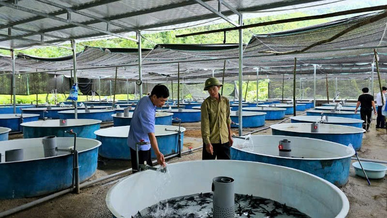 Mô hình nuôi cá Tầm ở xã Quảng Tân. anh-quang-tan-1.jpg