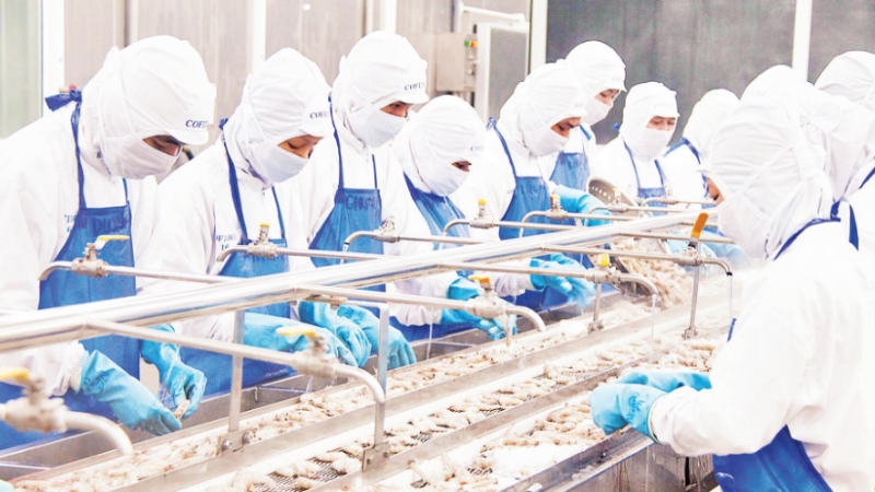Chế biến tôm đông lạnh xuất khẩu tại Công ty Phát triển kinh tế Duyên Hải (COFIDEC), Thành phố Hồ Chí Minh. (Ảnh CTV)