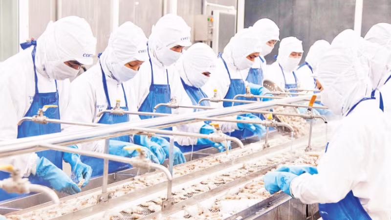 Chế biến tôm đông lạnh xuất khẩu tại Công ty Phát triển kinh tế Duyên Hải (COFIDEC), Thành phố Hồ Chí Minh. (Ảnh CTV)