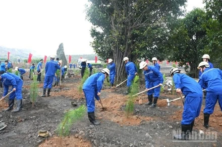 Cán bộ, công nhân, đoàn viên thanh niên TKV trồng 90 cây Giáng hương, loại cây thân gỗ quý, tạo cảnh quan, bóng mát lâu dài và trồng hơn 2.000 cây thông Caribe, loài cây có sức sống bền bỉ, phù hợp với thổ nhưỡng vùng mỏ.