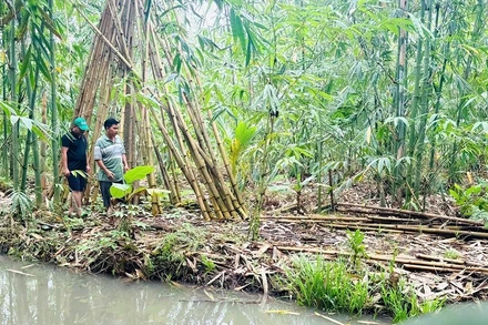 Một góc dự án trồng và phát triển cây tre.