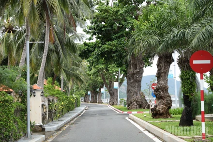 Những hàng cây bàng cổ thụ trở thành điểm nhấn cho tuyến đường chạy dọc bờ biển trên Đặc khu Côn Đảo. 