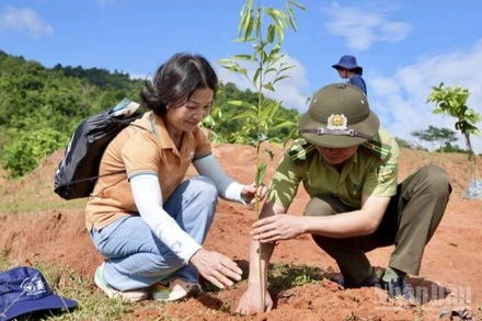 Vietnam Airlines đã phối hợp các đối tác triển khai chương trình “Góp lá vá rừng”, phấn đấu trồng mới và phục hồi gần 100ha rừng.