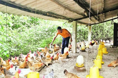 Mô hình chăn nuôi gà thả đồi tự nhiên của gia đình anh Lý Đức Bảo ở thôn Hợp Thành, xã Tiên Yên mang lại giá trị kinh tế cao.
