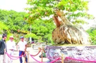Mang dáng hình độc đáo tựa như một con rùa, cây bằng lăng 200 năm tuổi thu hút đông đảo người dân đến chiêm ngưỡng.