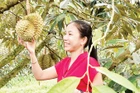  Chăm sóc sầu riêng tại tỉnh Đồng Nai. (Ảnh M.S)