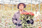 Ông Ha Biêng thu hoạch hoa hồng trong nhà kính.