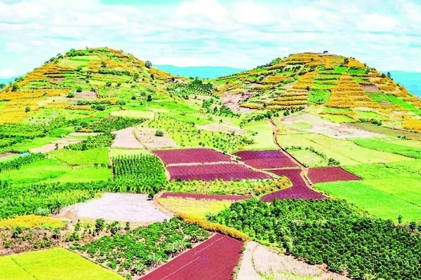 Tây Nguyên mùa hoa “báo đông”