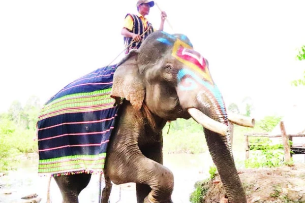 Buôn Đôn, vùng đất nổi tiếng về nghề săn bắt và thuần dưỡng voi rừng một thời.