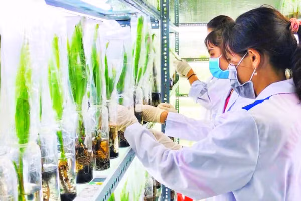 Ứng dụng công nghệ cao trong nhân giống, giúp hoàn thiện chuỗi giá trị cây dừa tại Vĩnh Long.