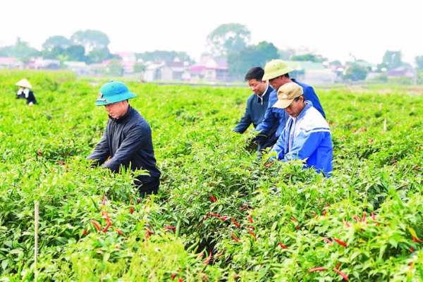 Liên kết sản xuất, tiêu thụ ớt tại xã Yên Phú.