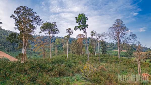 Vườn cam dưới những tán cây cổ thụ trăm năm tuổi tại Măng Đen.