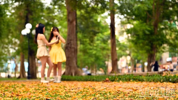 Những thảm lá vàng trong công viên thu hút nhiều bạn trẻ tới lưu lại khoảnh khắc giao mùa.