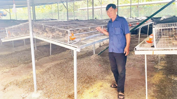 Ông Võ Văn Vũ kiểm tra khu vực đang nuôi 5.000 con chim cút để lấy trứng