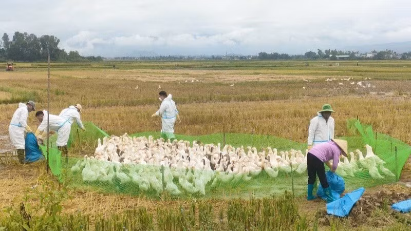Lực lượng chức năng địa phương cùng người dân tiến hành kiểm đếm, tiêu hủy đàn vịt được phát hiện có virus cúm A/H5N1 tại xã Thanh Yên.