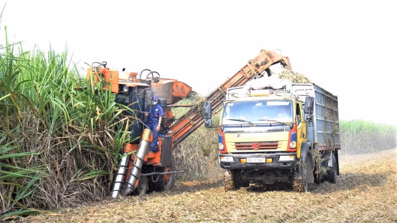 Thu hoạch mía bằng máy tại vùng nguyên liệu tập trung ở Nghệ An.