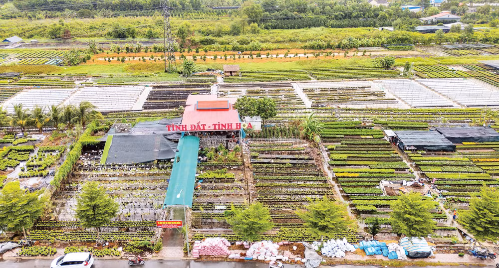 Tổ hợp tác và cung ứng hoa kiểng Tân An của anh Đặng Văn Giàu. (Ảnh: MỸ HÀ)
