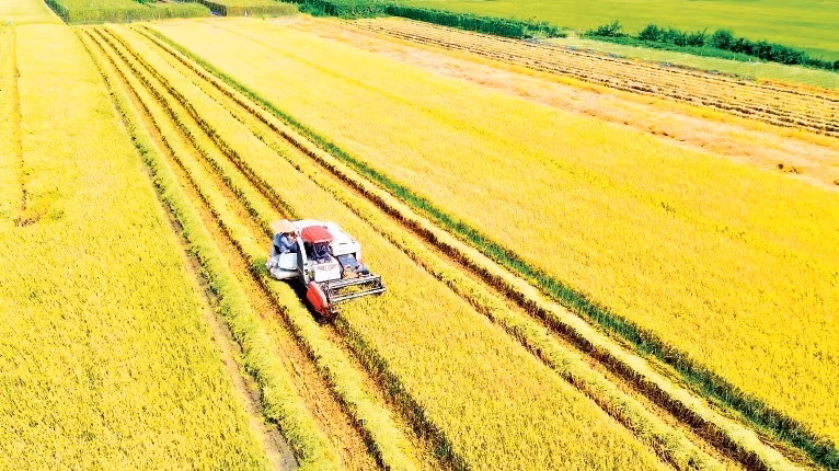 Chi phí thu hoạch lúa tăng, lợi nhuận của nông dân giảm.