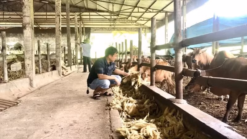 Chăn nuôi gia súc tại Hợp tác xã nông nghiệp công nghệ cao Tiến Thành, tỉnh Tuyên Quang. 