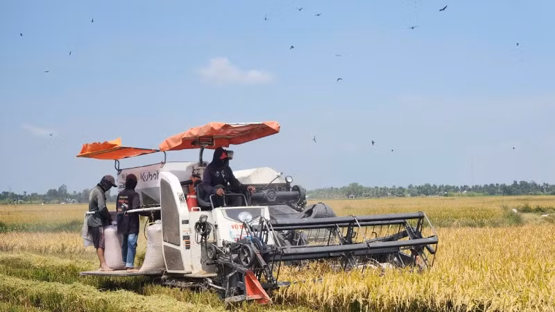 Nông dân vùng Tứ giác Long Xuyên thu hoạch lúa.