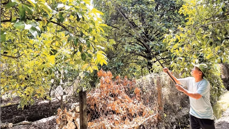 Lão nông Trần Văn Viễn hái những trái măng cụt cuối vụ trong vườn nhà.