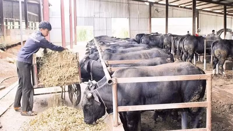 Mô hình nuôi bò lai 3B tại xã Chiềng Mai, tỉnh Sơn La đang mở ra hướng sản xuất mới. 