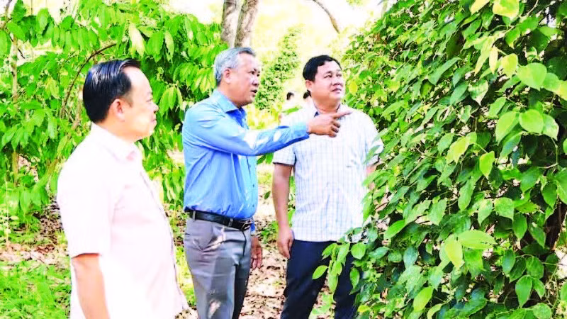 Lãnh đạo xã biên giới Đắk Ơ, thành phố Đồng Nai xuống cơ sở khảo sát tình hình sản xuất nông nghiệp.