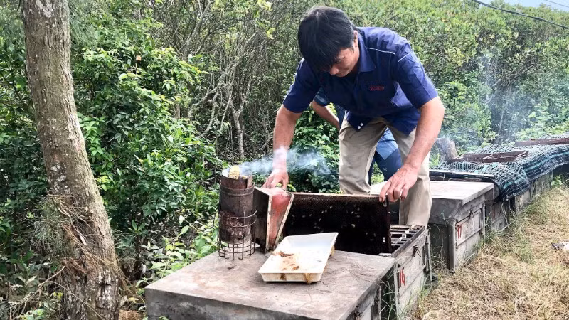 Anh Phạm Thanh Sơn, tỉnh Ninh Bình kiểm tra đàn ong lấy mật nuôi tại Vườn quốc gia Xuân Thủy.
