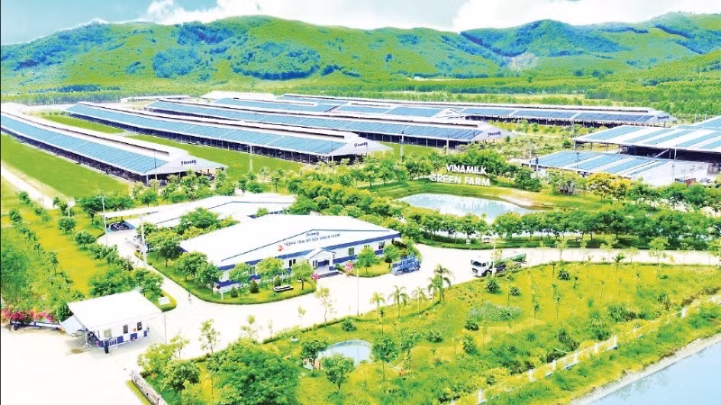 Mô hình trang trại sinh thái “Vinamilk Green Farm” theo định hướng nông nghiệp bền vững, giảm phát thải. (Ảnh: THÁI HÀ)