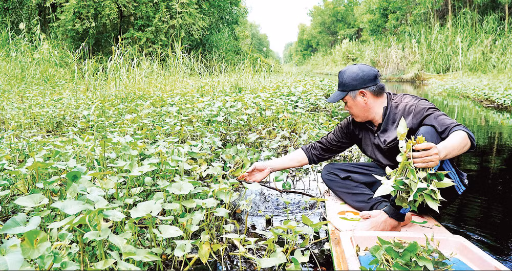 Rau muống đồng tự nhiên dưới kênh rạch trong rừng được nhóm thợ rừng thu hoạch trên đường về để phục vụ bữa ăn. (Ảnh: HỮU TÙNG)
